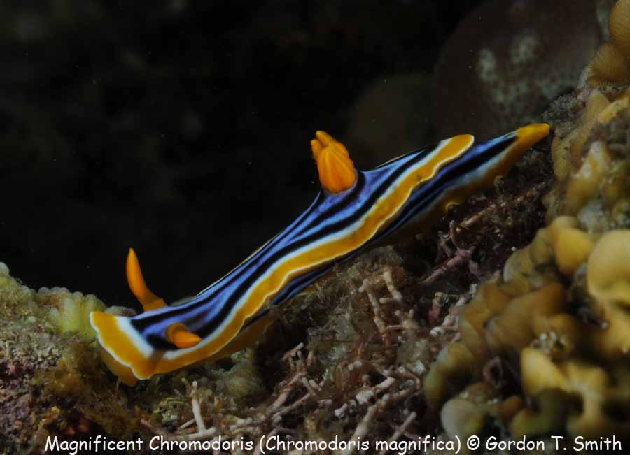 Chromodoris magnifica