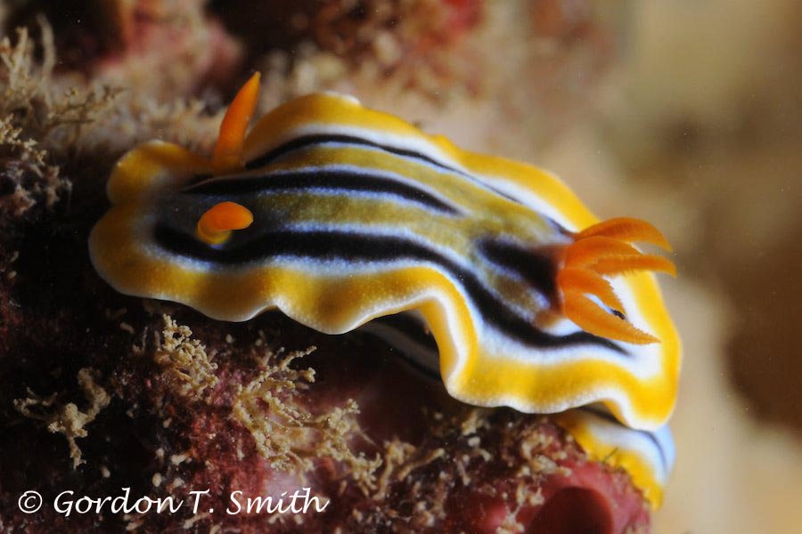 Chromodoris magnifica