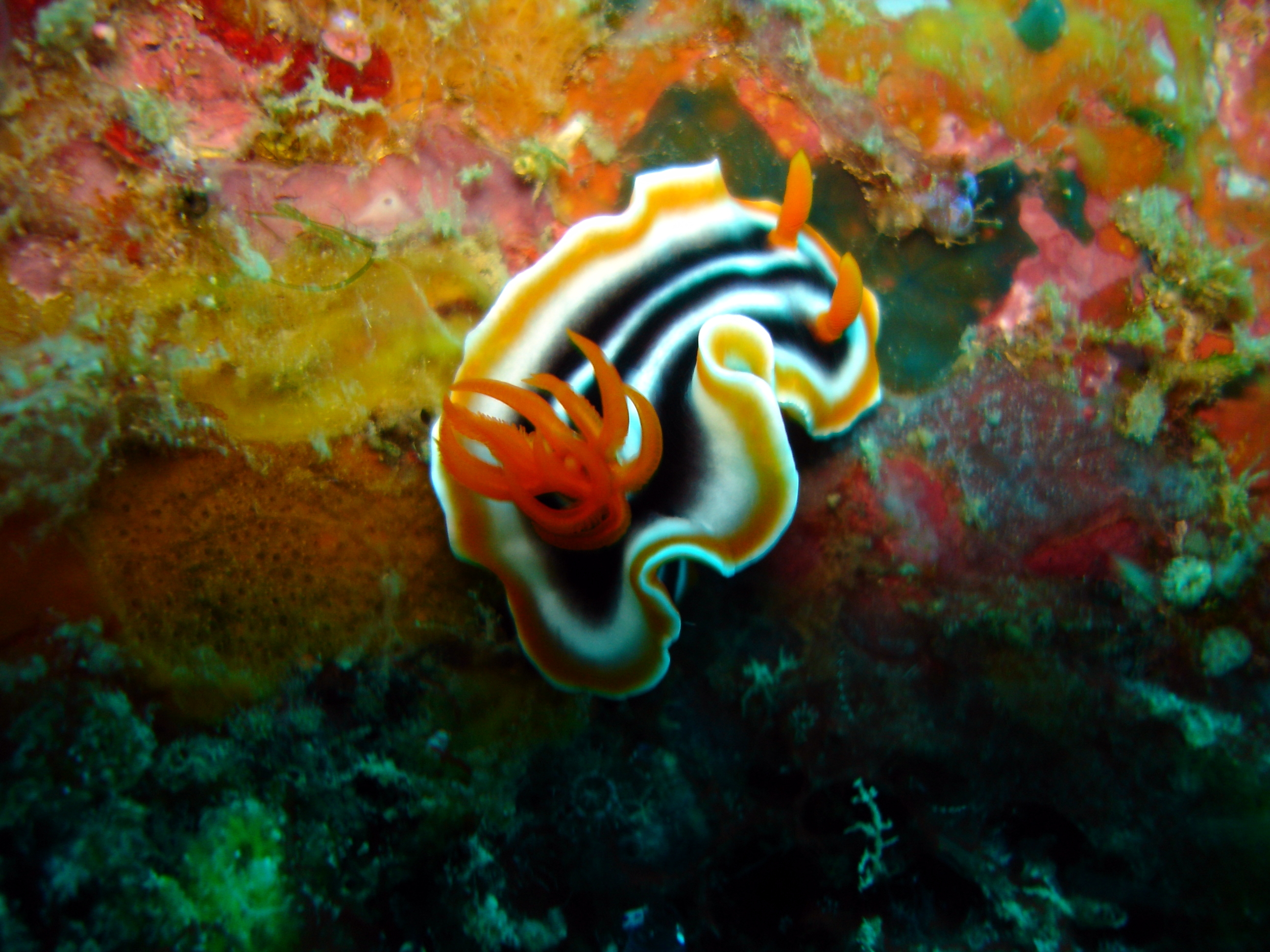 Chromodoris magnifica