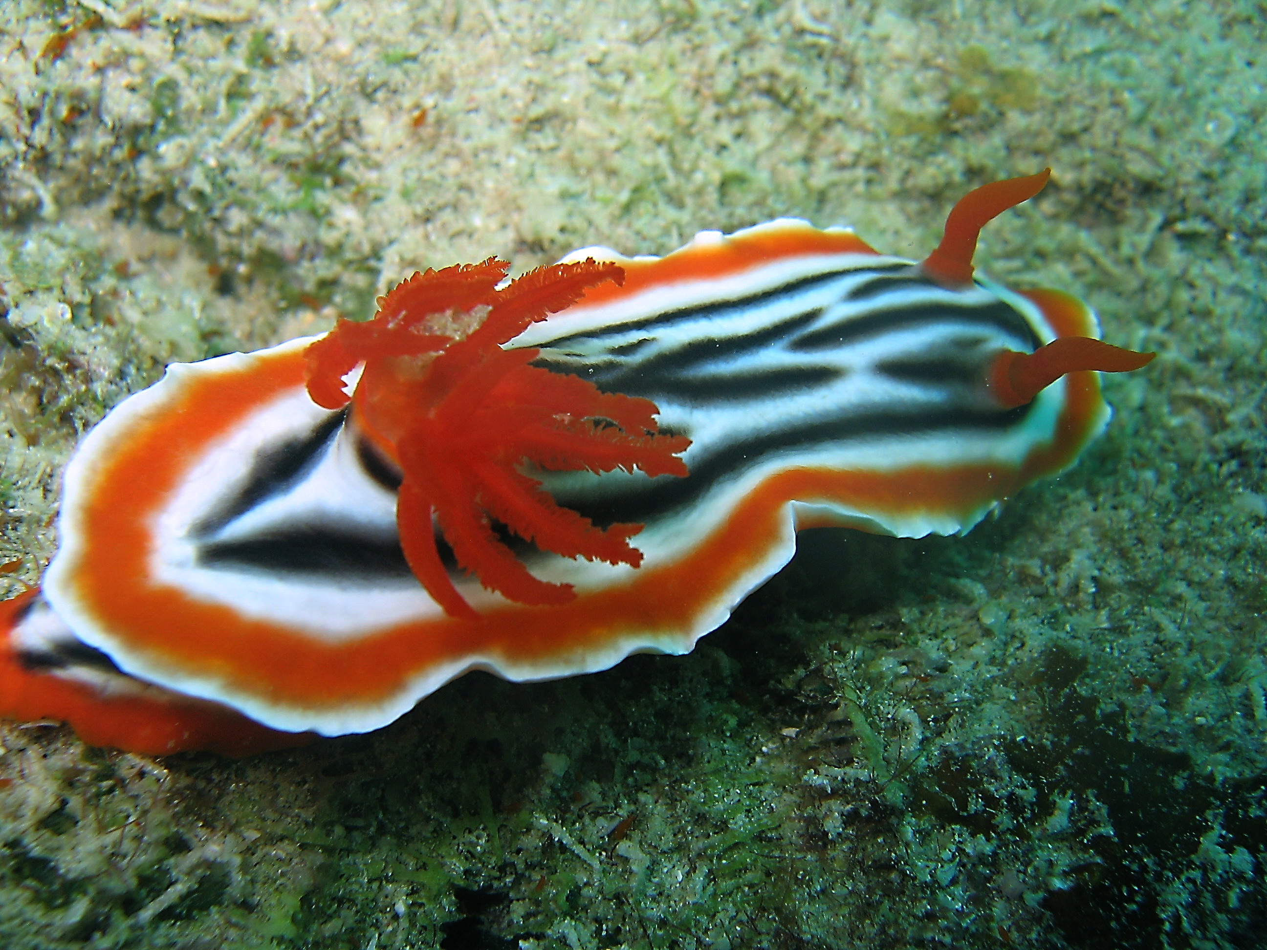 Chromodoris Magnifica