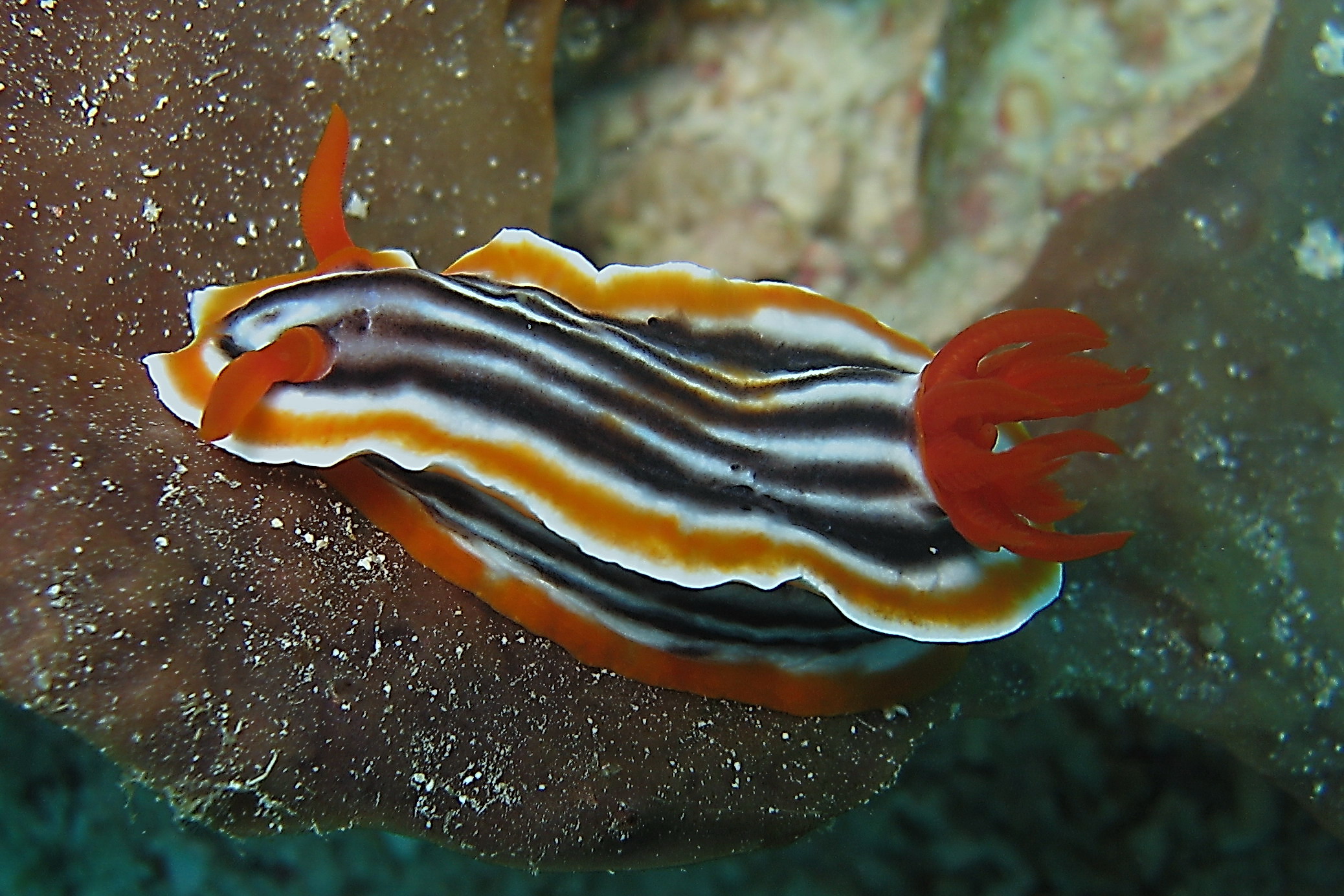 Chromodoris Magnifica