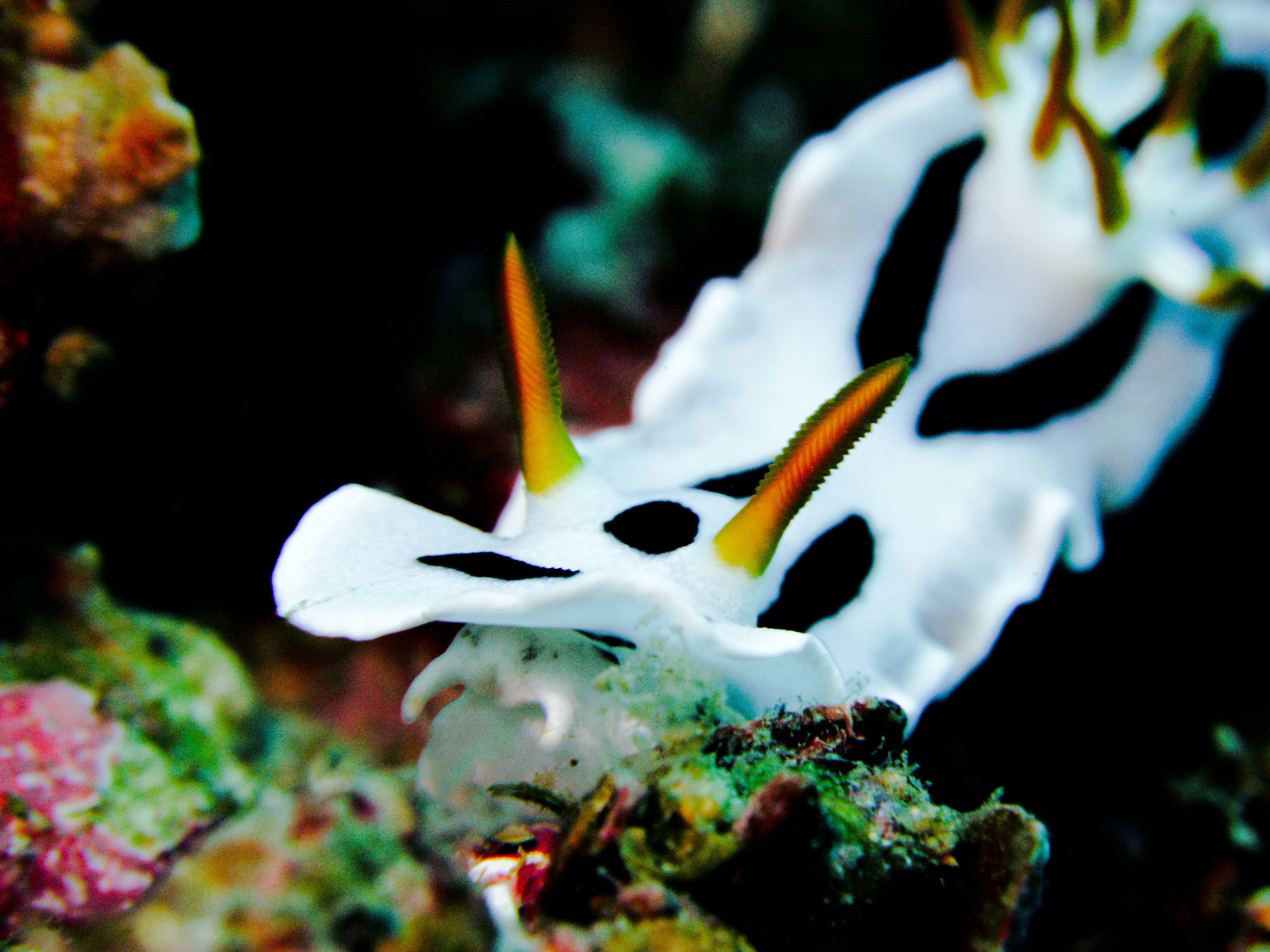 Chromodoris michaeli