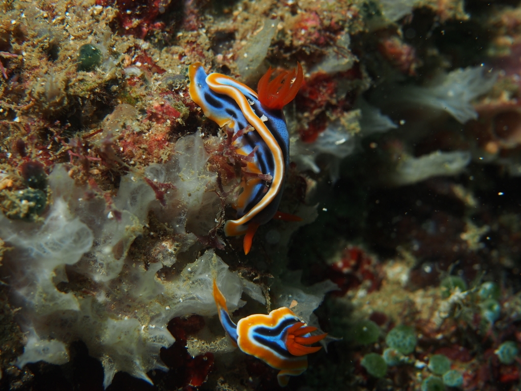 Chromodoris Nudi