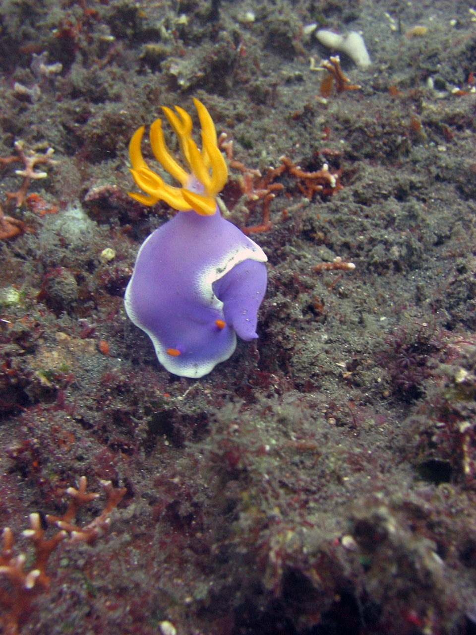 Chromodoris nudibranch