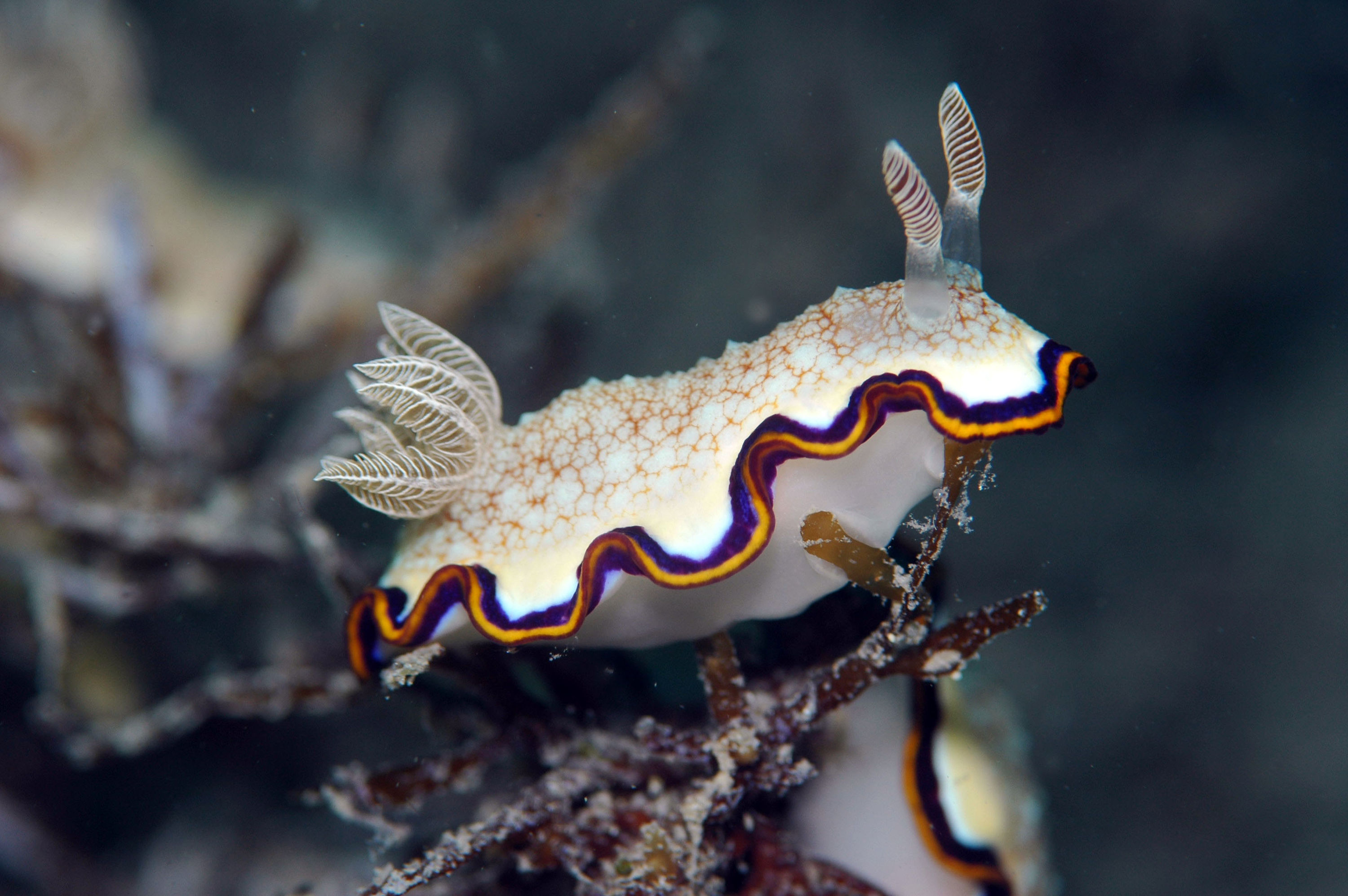 Chromodoris obsaleta 1