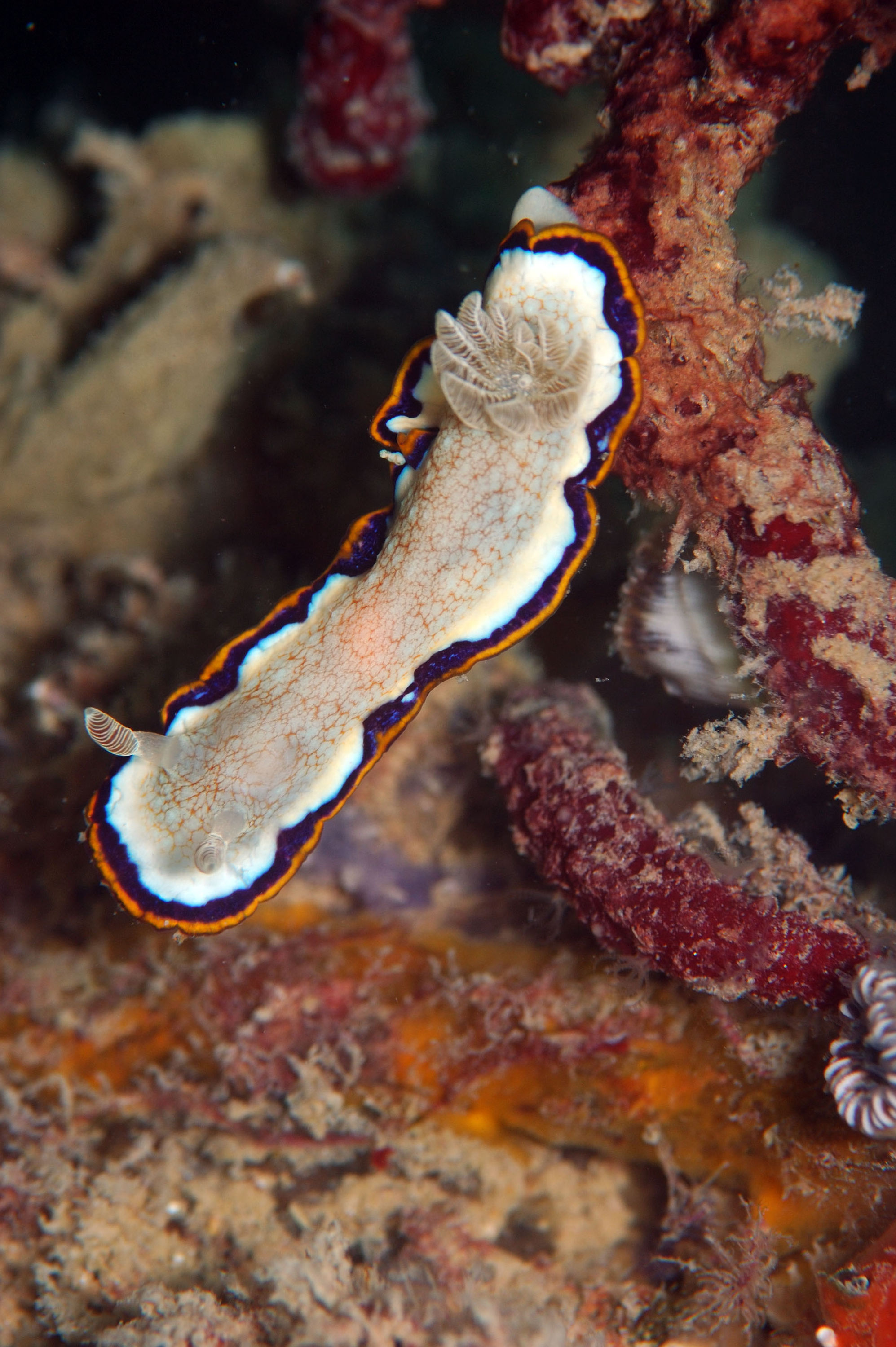 Chromodoris obsaleta