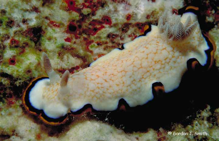 Chromodoris obsoleta