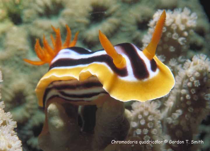 Chromodoris quadricolor