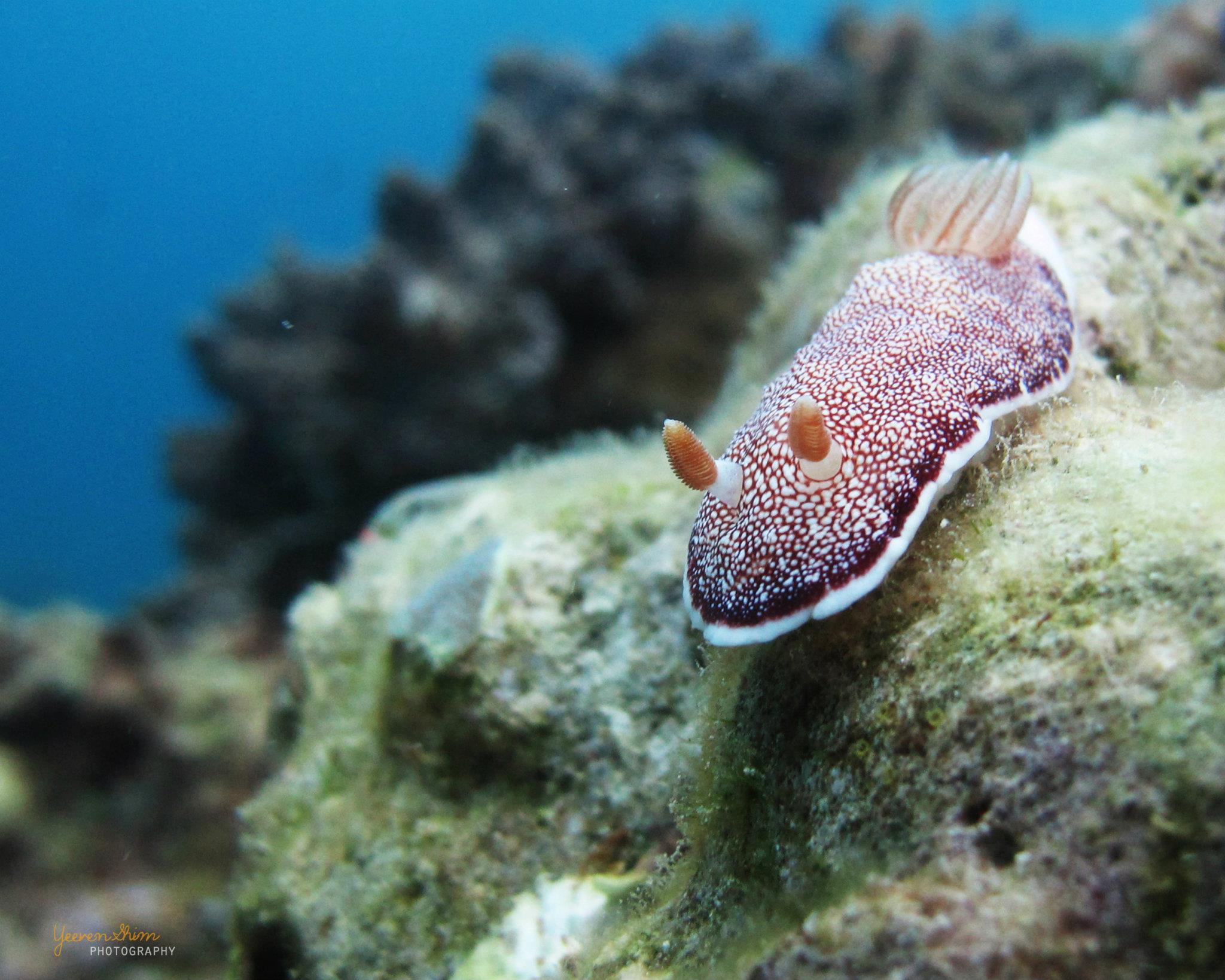 Chromodoris reticulata (Nudibranch)