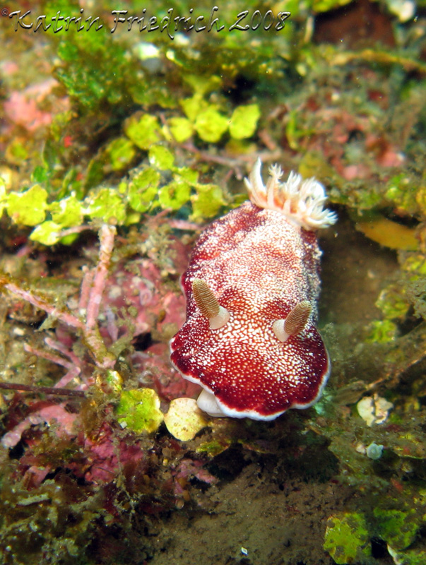 Chromodoris reticulata