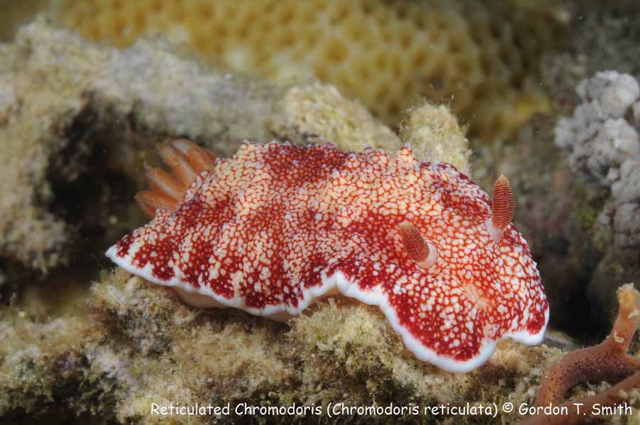 Chromodoris reticulata