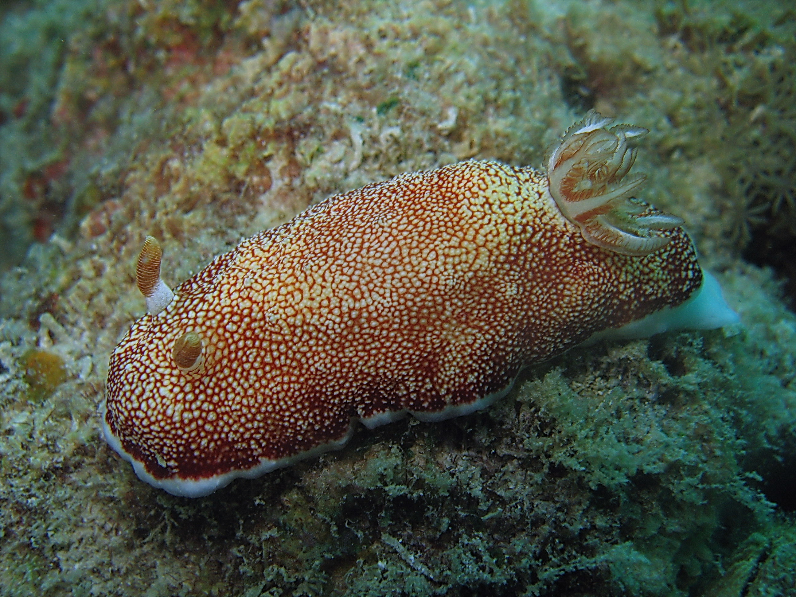 Chromodoris Reticulata