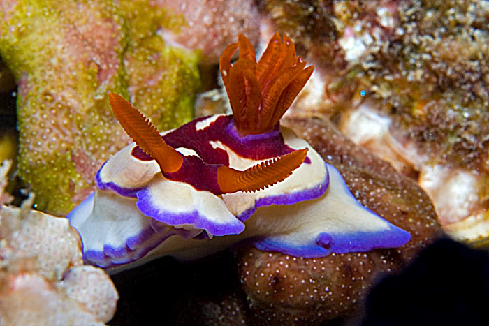 Chromodoris sp