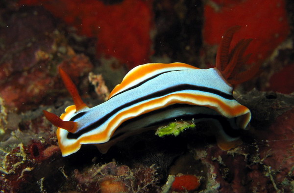 Chromodoris Sp.