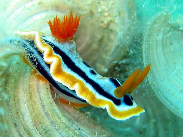 Chromodoris Sp.