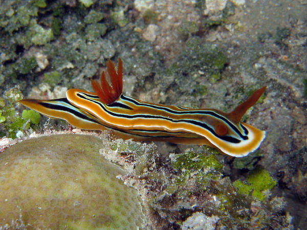 Chromodoris Sp