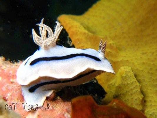 Chromodoris willani at SeaVentures Mabul