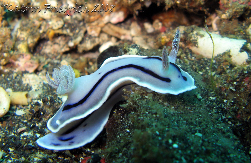 Chromodoris willani