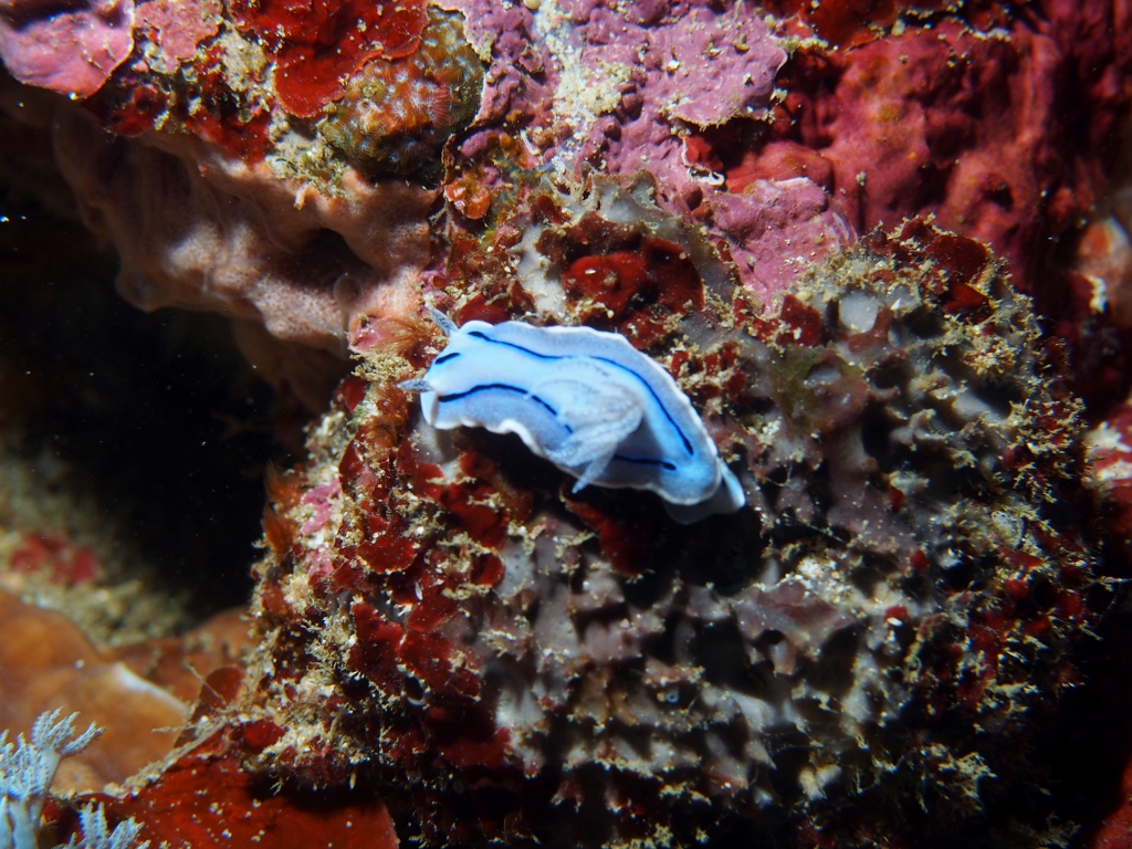 Chromodoris willani