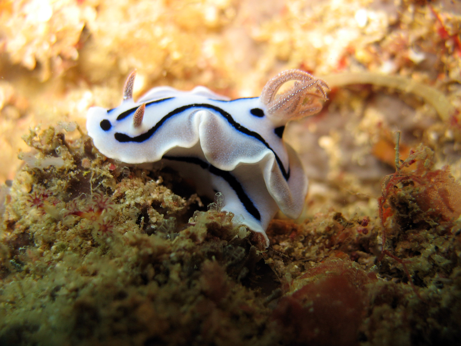 Chromodoris willani