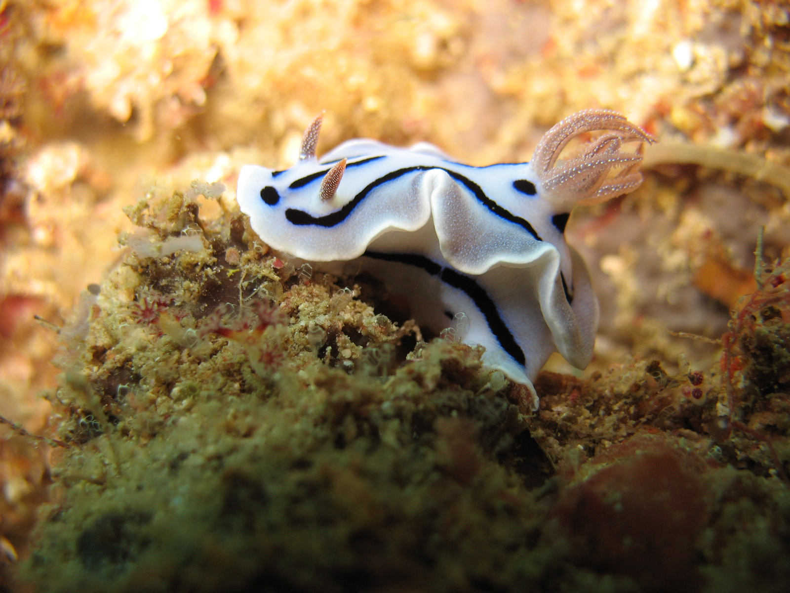 Chromodoris willani