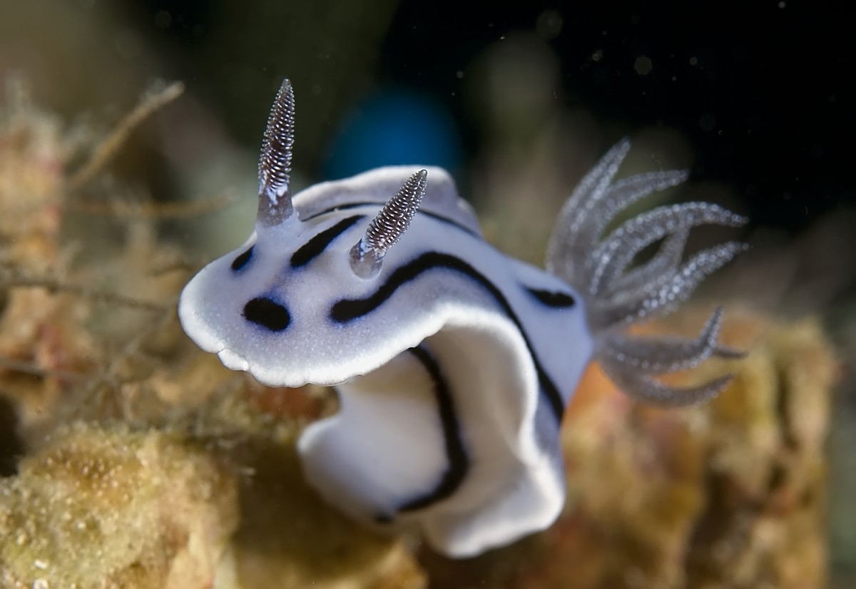 Chromodoris Willani