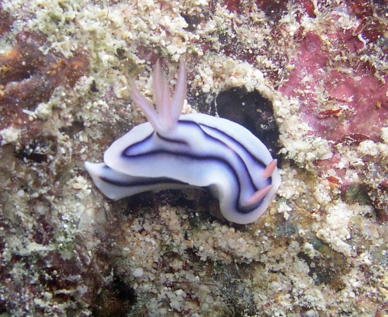 chromodoris