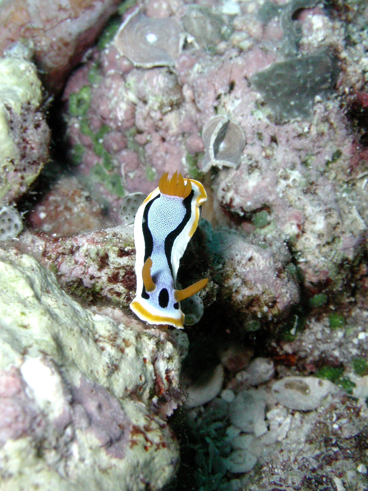 Chromodoris