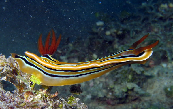 Chromodoris