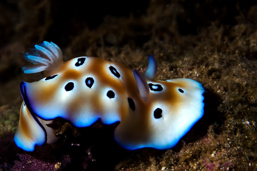 Chromodoris