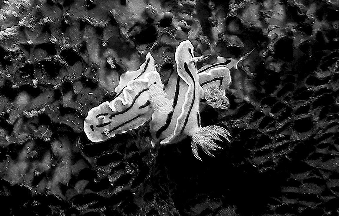 Chromodoris_bunch_BW_Nalusuan