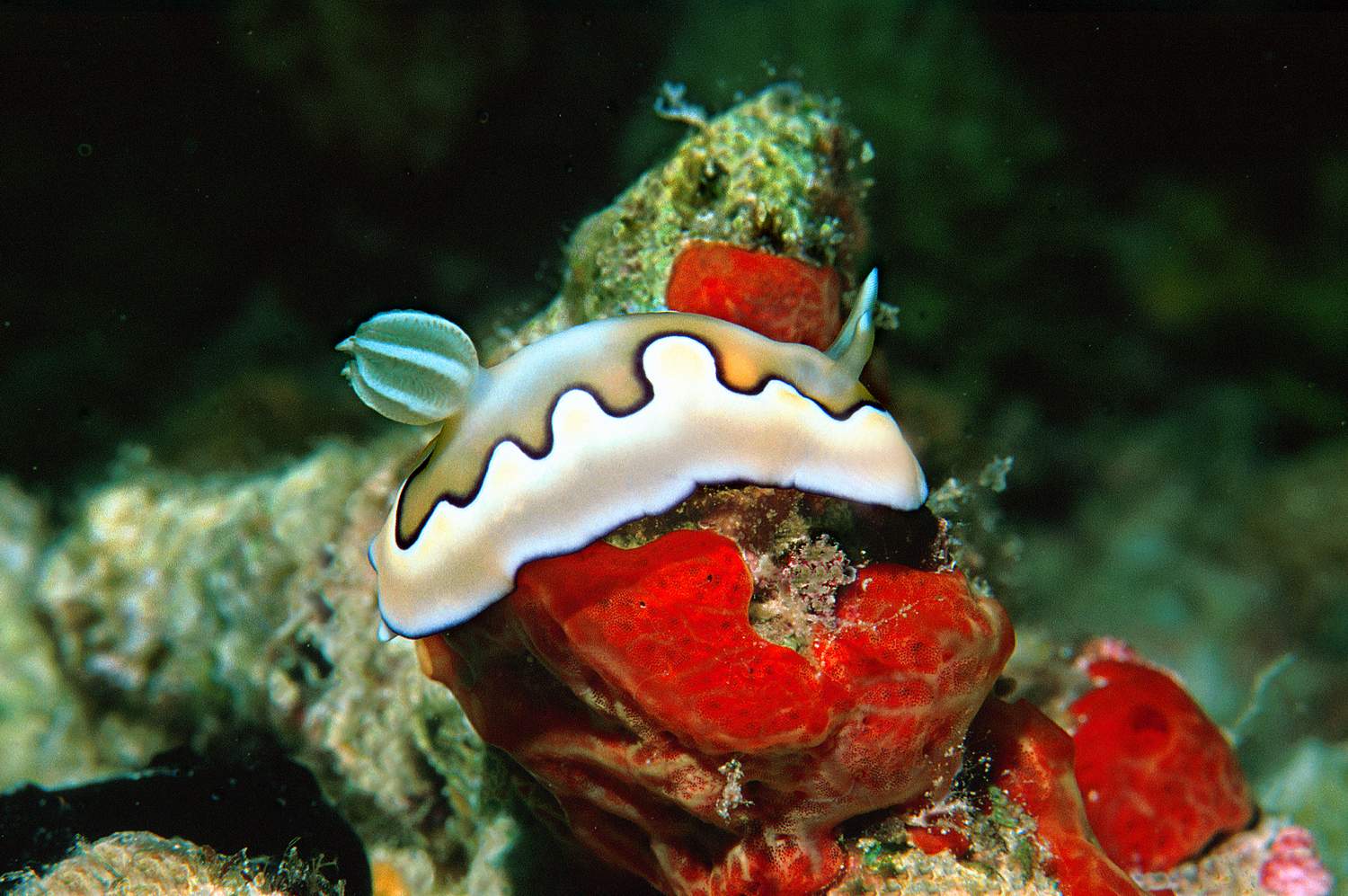 Chromodoris_coi_S1_001_