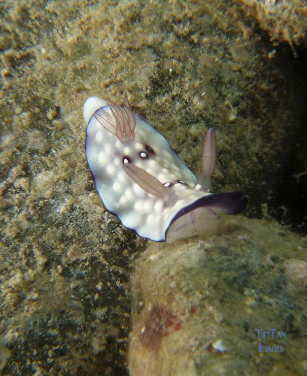 chromodoris_sp14