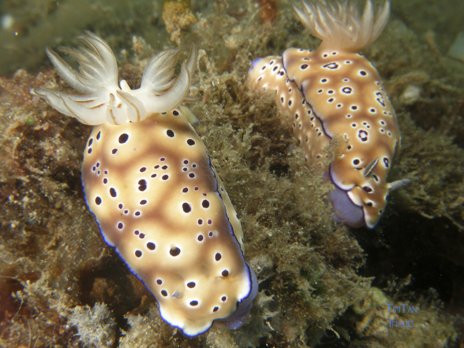 chromodoris_sp19