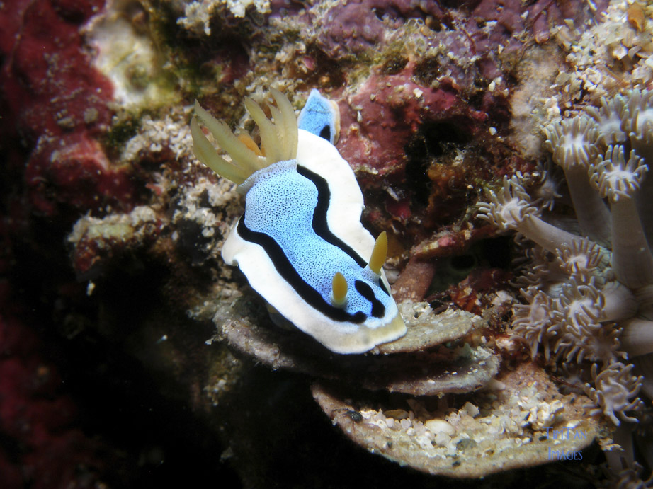 chromodoris_sp2