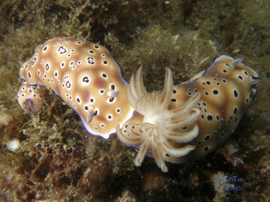 chromodoris_sp25