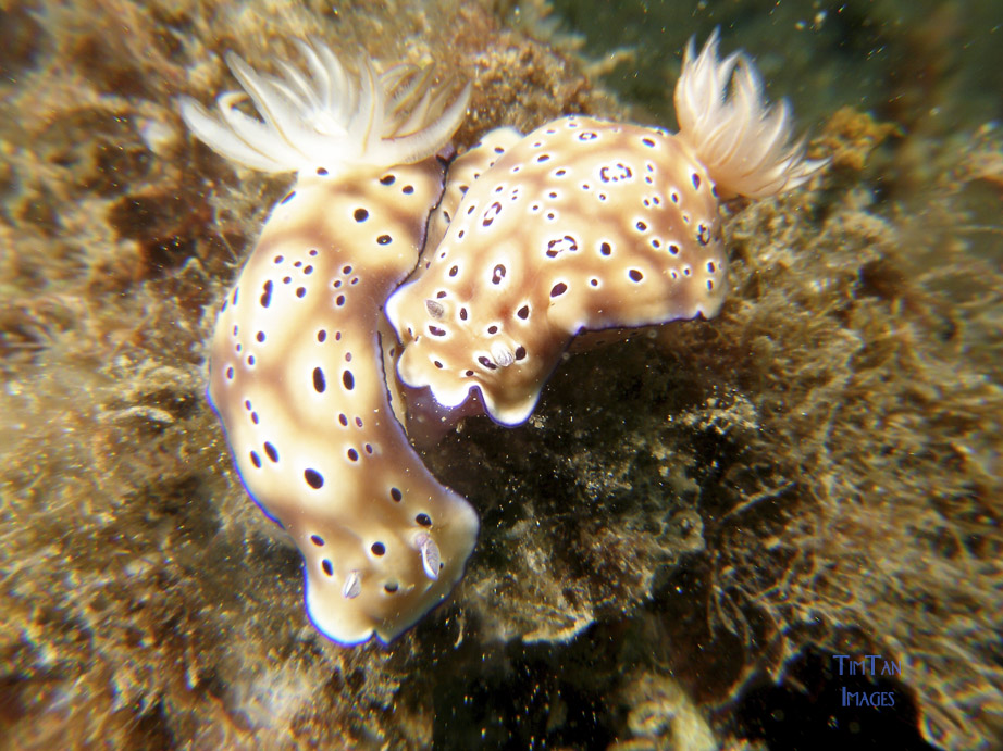 chromodoris_sp28