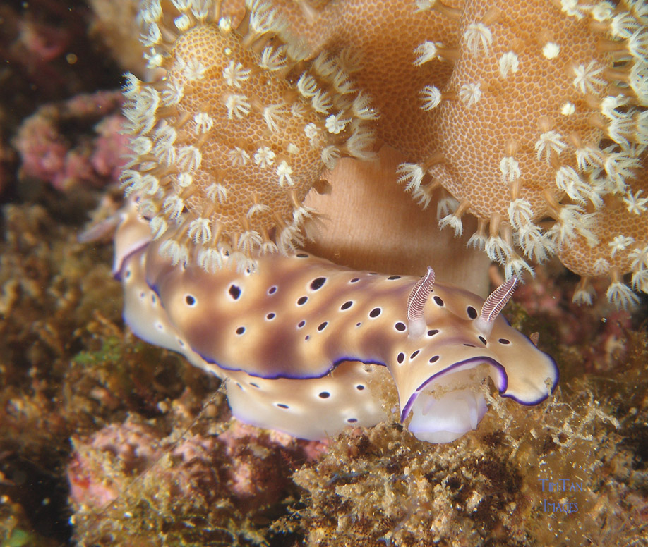 chromodoris_sp35