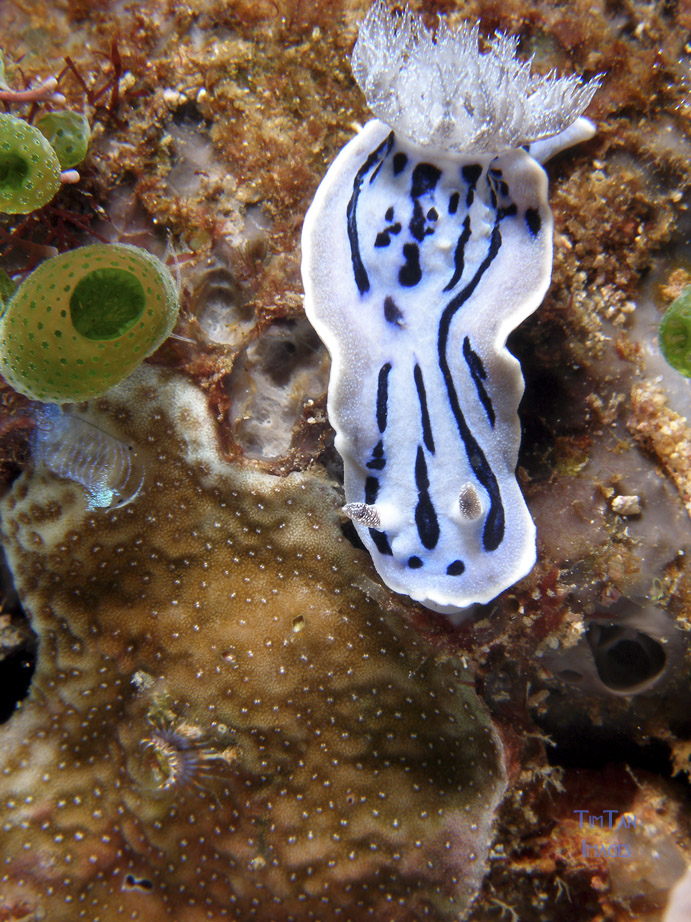 chromodoris_sp6