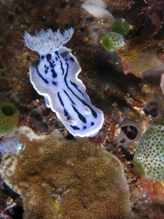 chromodoris_sp8