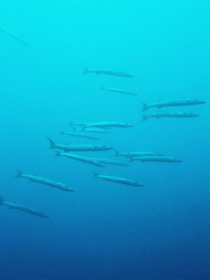 Chveron Barracuda, Kubu-Tulamben, Bali