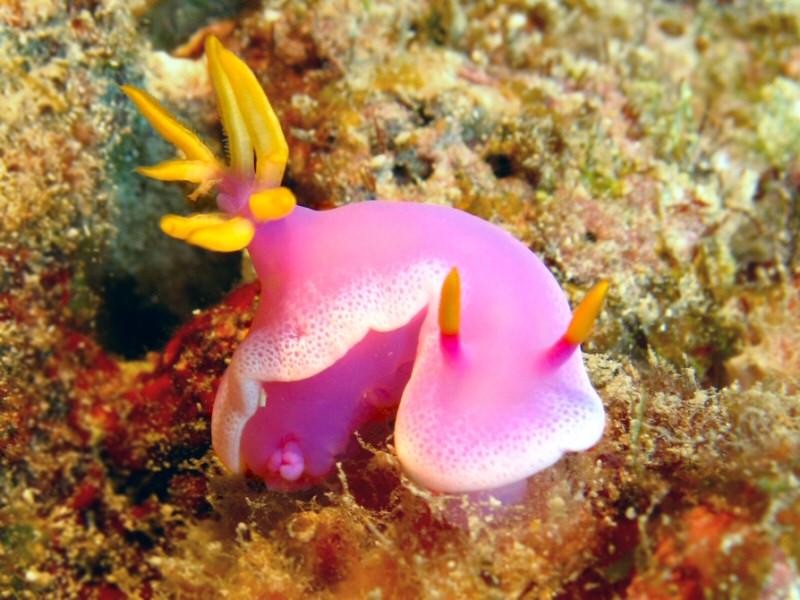 Cinderella Nudi