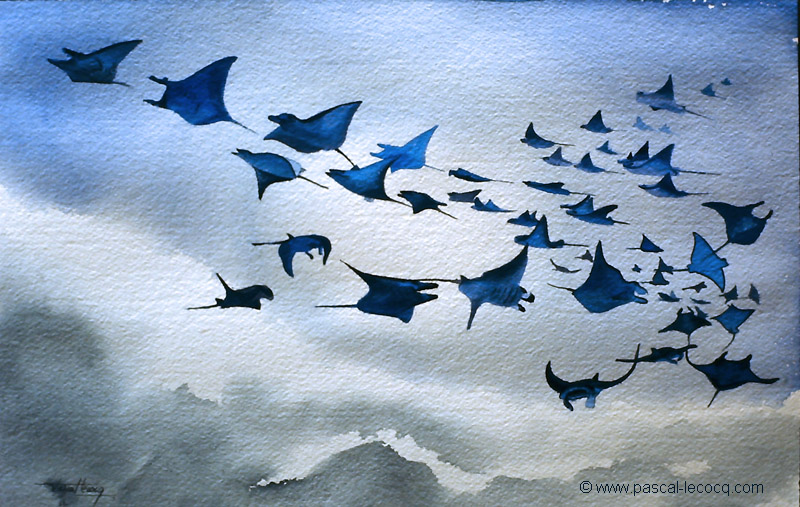 CINQUANTE DEUX RAIES MANTAS- 52 manta rays - by Pascal