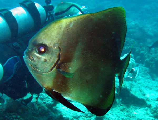 Circular Spadefish