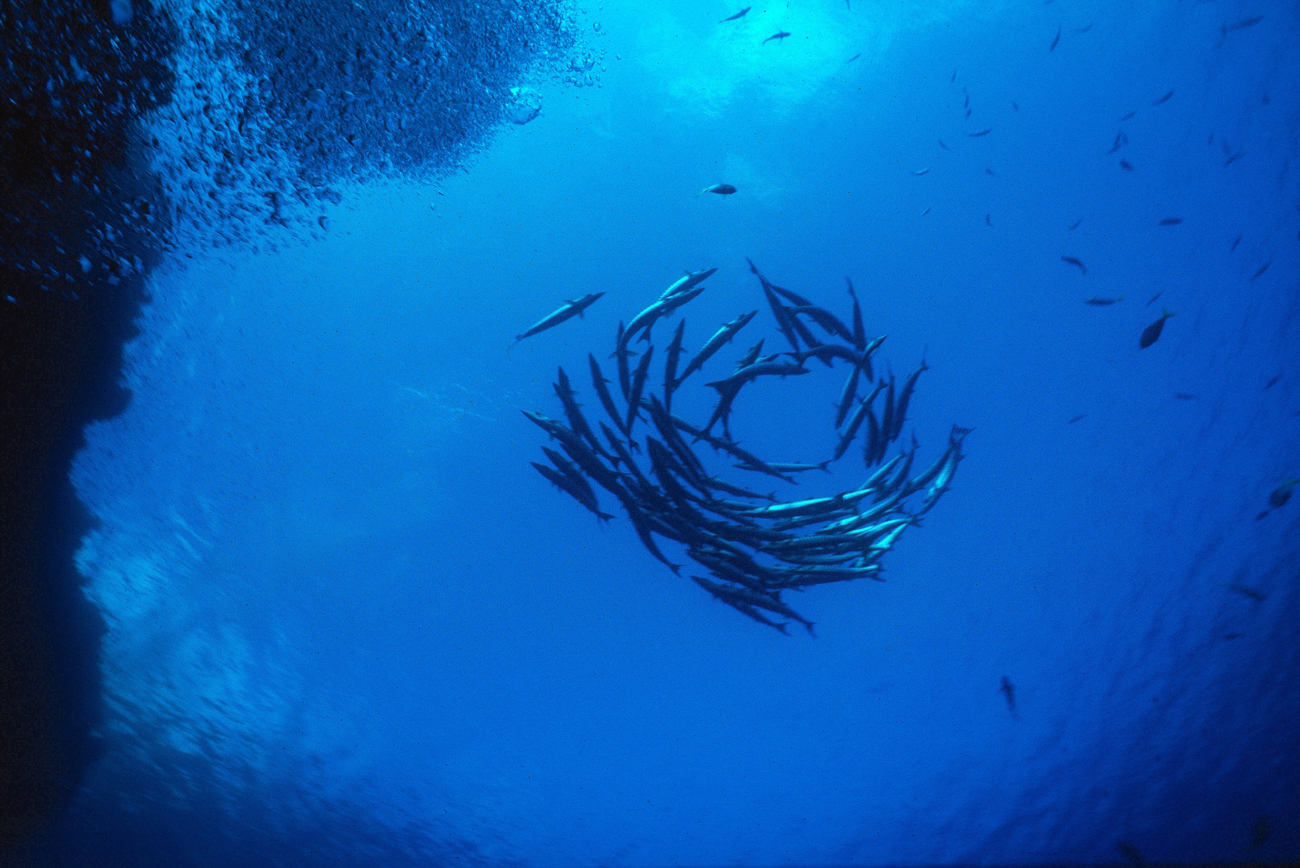 Circulating Barracuda