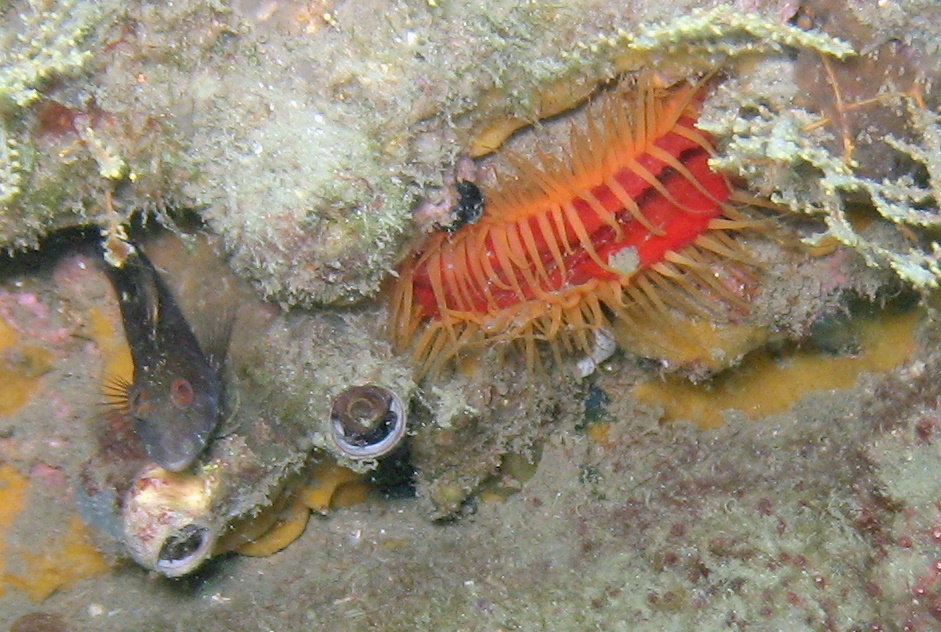 Clam and Blenny