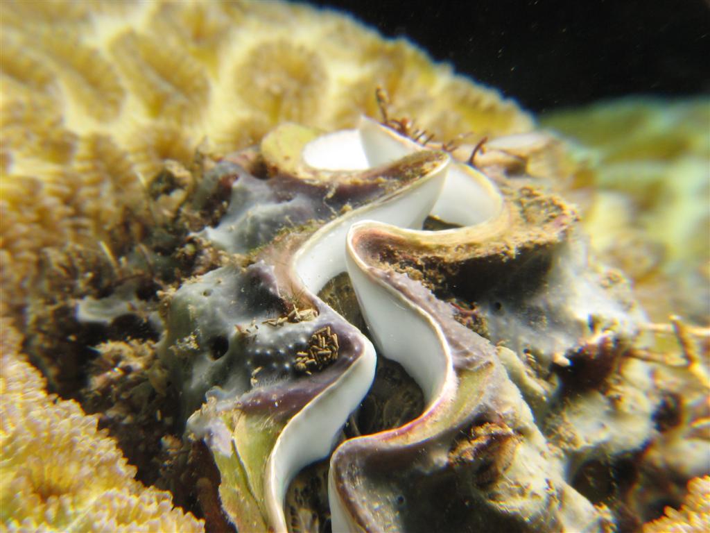 Clam on Coral