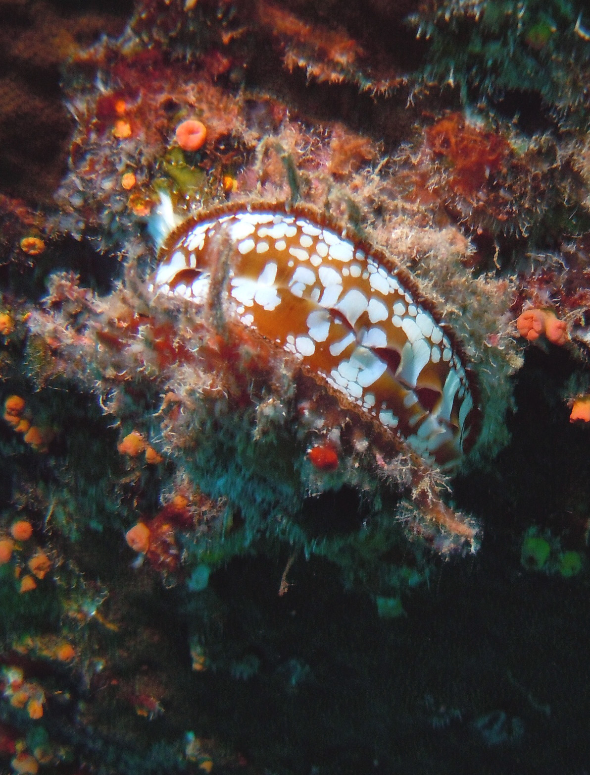 Clam on ship hull