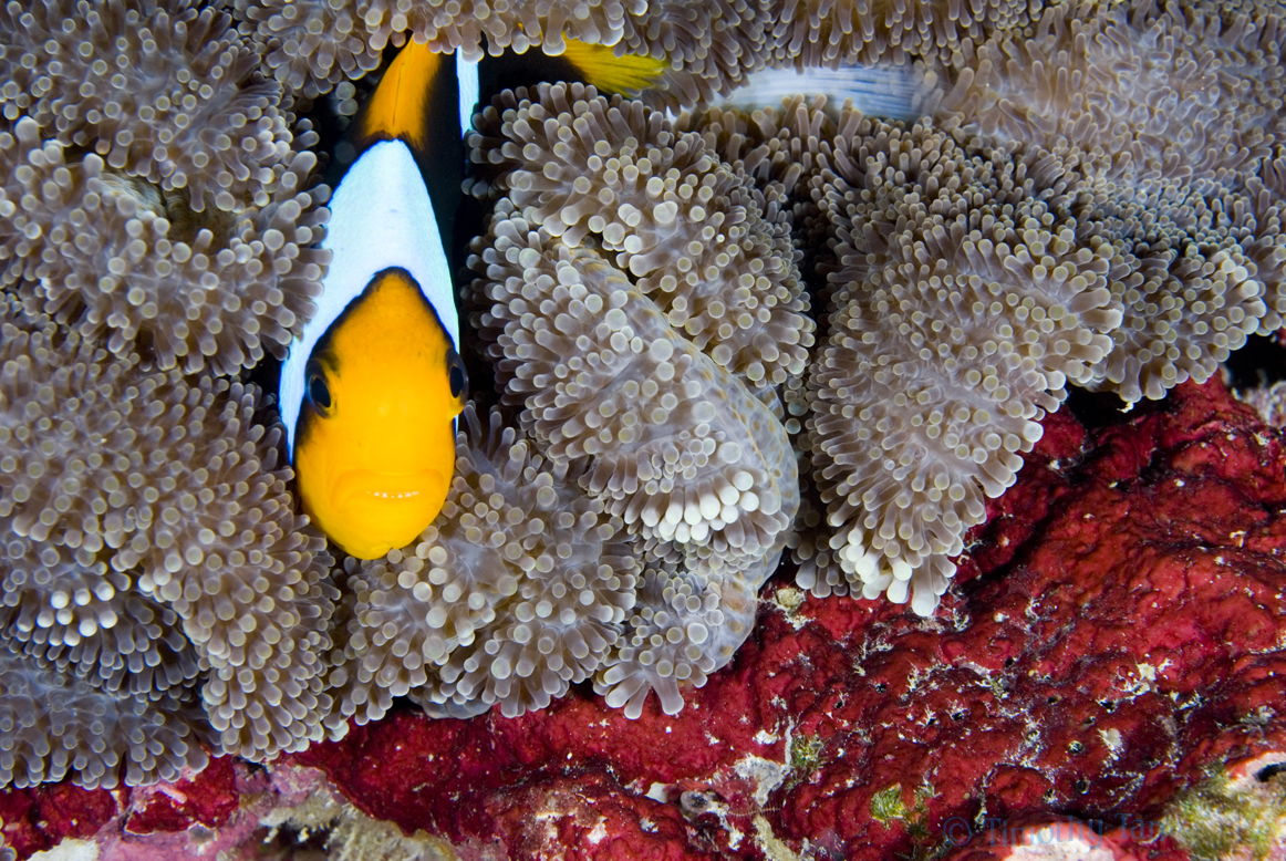 clark_s_anemone_fish