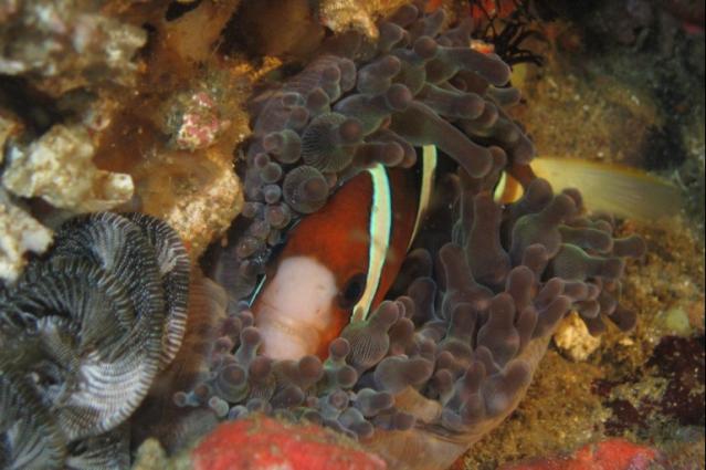 CLARK_S_ANEMONEFISH